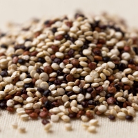 Le quinoa ne serait pas une bonne alternative au blé, comme le maïs